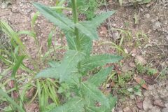 Verbascum blattaria_Jordi Espar CC BY