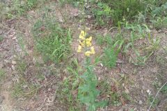 Verbascum blattaria_Jordi Espar CC BY