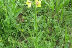 Verbascum blattaria_Jordi Puyuelo