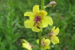 Verbascum blattaria_Jordi Puyuelo