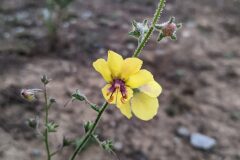 Verbascum blattaria_Katarzyna Zarnowiec CC BY-SA