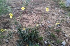 Verbascum blattaria_Katarzyna Zarnowiec CC BY-SA