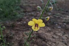 Verbascum blattaria_Katarzyna Zarnowiec CC BY-SA