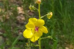 Verbascum blattaria_Merce Vallicrosa CC BY-NC