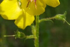 Verbascum blattaria_Merce Vallicrosa CC BY-NC