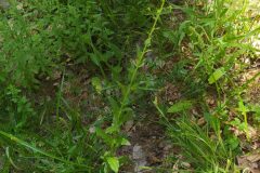 Verbascum blattaria_Merce Vallicrosa CC BY-NC