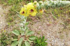 Verbascum boerhavii_Alexandra Perandones