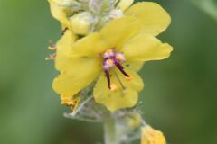 Verbascum boerhavii_Gabriel Huguet