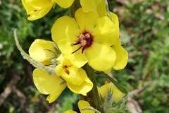 Verbascum boerhavii_Isabel Gallent