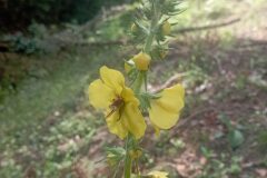 Verbascum boerhavii_Jordi Espar CC BY
