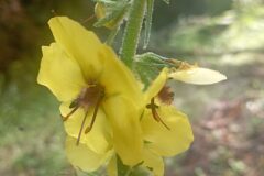 Verbascum boerhavii_Jordi Espar CC BY