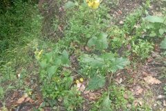 Verbascum boerhavii_Jordi Espar CC BY