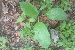 Verbascum boerhavii_Jordi Espar CC BY