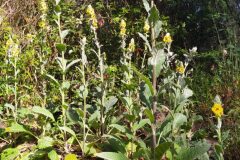 Verbascum boerhavii_Merce Vallicrosa CC BY-NC