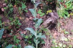 Verbascum boerhavii_Merce Vallicrosa CC BY-NC