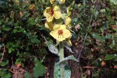Verbascum boerhavii_Merce Vallicrosa CC BY-NC