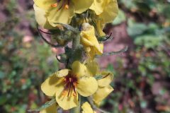 Verbascum boerhavii_Merce Vallicrosa CC BY-NC