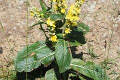 Verbascum lychnitis_Jordi Puyuelo