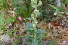 Verbascum lychnitis_Merce Vallicrosa CC BY-NC