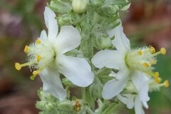 Verbascum lychnitis_Merce Vallicrosa CC BY-NC