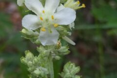 Verbascum lychnitis_Merce Vallicrosa CC BY-NC