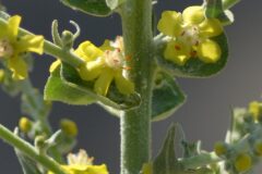 Verbascum pulverulentum_Alexandra Perandones