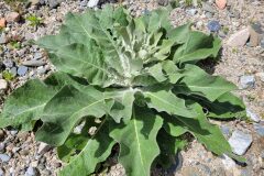 Verbascum pulverulentum_Jordi Bassols CC BY-NC SA