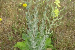 Verbascum pulverulentum_Jordi Puyuelo