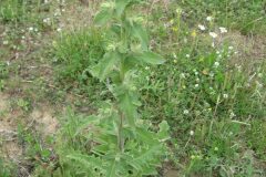 Verbascum sinuatum_Jordi Puyuelo