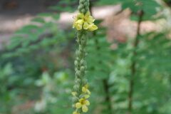 Verbascum thapsus_Neus Julia CC BY-SA