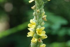Verbascum thapsus_Neus Julia CC BY-SA