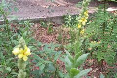 Verbascum thapsus_Neus Julia CC BY-SA