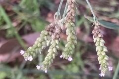 Verbena brasiliensis_Merce Vallicrosa CC BY-NC