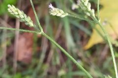 Verbena brasiliensis_Merce Vallicrosa CC BY-NC
