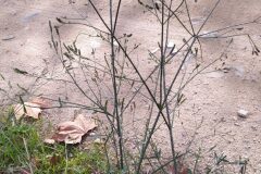 Verbena brasiliensis_Merce Vallicrosa CC BY-NC