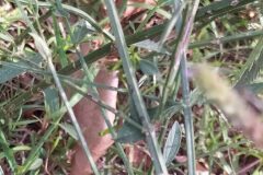 Verbena brasiliensis_Merce Vallicrosa CC BY-NC