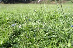 Verbena officinalis_Joaquim Reberte