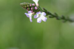 Verbena officinalis_Joaquim Reberte