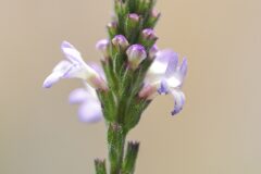 Verbena officinalis_Joaquim Reberte