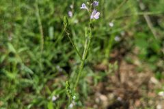 Verbena officinalis_Katarzyna Zarnowiec CC BY-SA