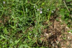 Verbena officinalis_Katarzyna Zarnowiec CC BY-SA