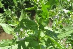 Veronica anagallis aquatica anagallis aquatica_Jordi Puyuelo