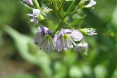 Veronica anagallis aquatica anagallis aquatica_Jordi Puyuelo