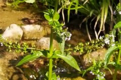 Veronica anagallis aquatica anagallis aquatica_Merce Vallicrosa CC BY-NC