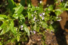 Veronica anagallis aquatica anagallis aquatica_Merce Vallicrosa CC BY-NC