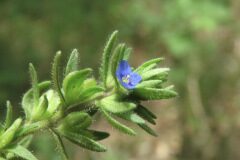 Veronica arvensis_Margarida Vila CC BY-NC