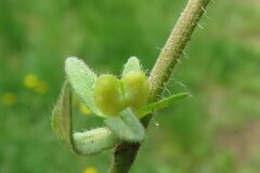 Veronica arvensis_Margarida Vila CC BY-NC