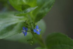 Veronica beccabunga beccabunga_Joaquim Reberte