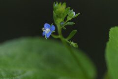 Veronica beccabunga beccabunga_Joaquim Reberte