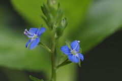 Veronica beccabunga beccabunga_Joaquim Reberte